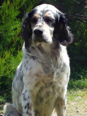 Setter Inglese - Cane da Caccia